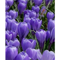 Crocus Bulbs Large Flowering Blue, Gra 